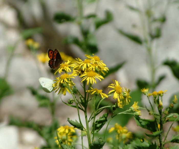 Erebia ligea